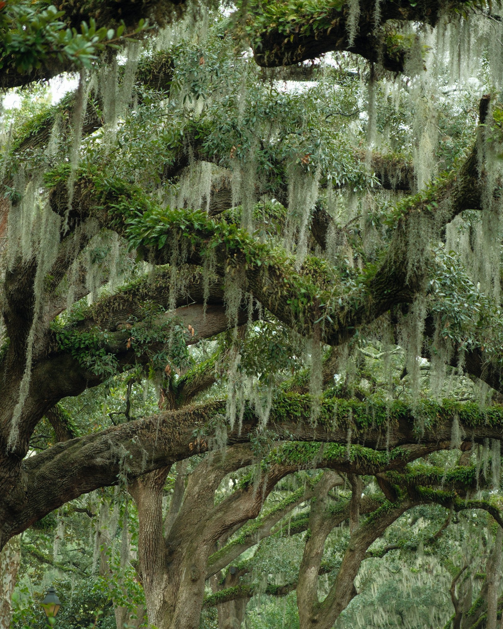 Live oaks hung with Spanish moss over a quiet road